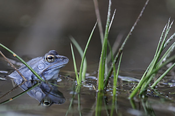 Moorfrosch (Rana arvalis)