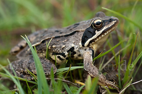 Moorfrosch (Rana arvalis)