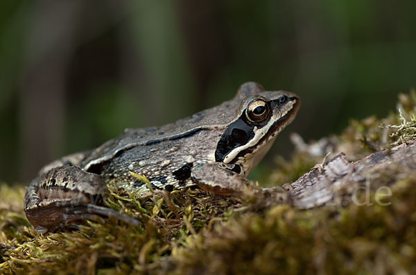 Moorfrosch (Rana arvalis)