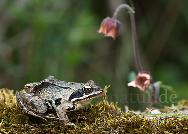 Moorfrosch (Rana arvalis)