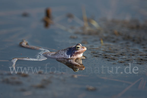 Moorfrosch (Rana arvalis)