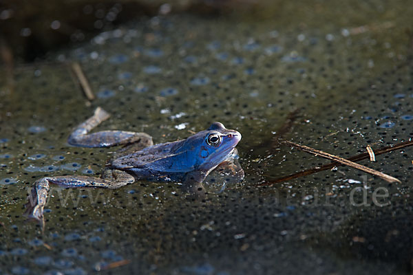 Moorfrosch (Rana arvalis)