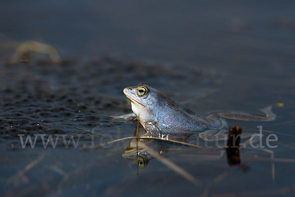 Moorfrosch (Rana arvalis)