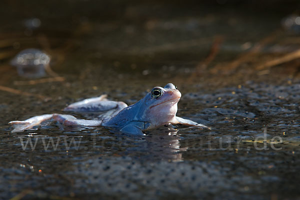 Moorfrosch (Rana arvalis)