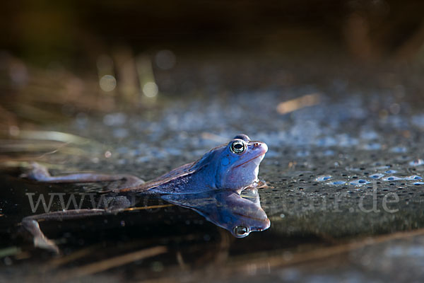 Moorfrosch (Rana arvalis)