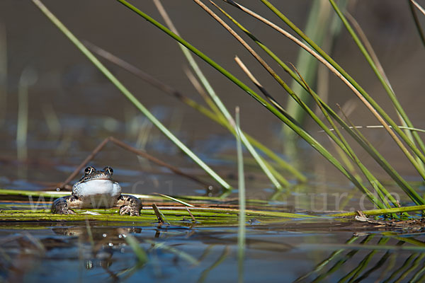 Moorfrosch (Rana arvalis)