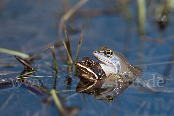 Moorfrosch (Rana arvalis)