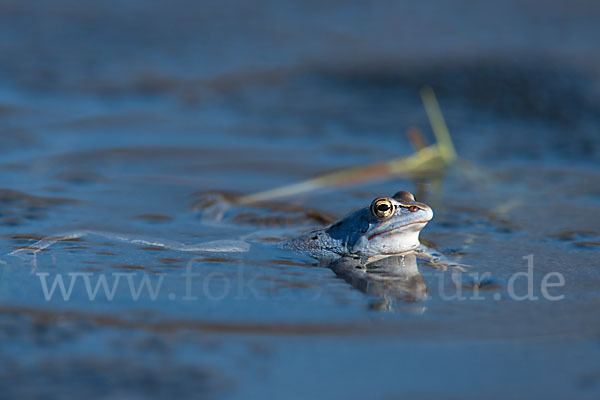 Moorfrosch (Rana arvalis)