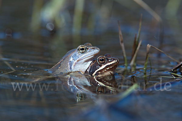 Moorfrosch (Rana arvalis)