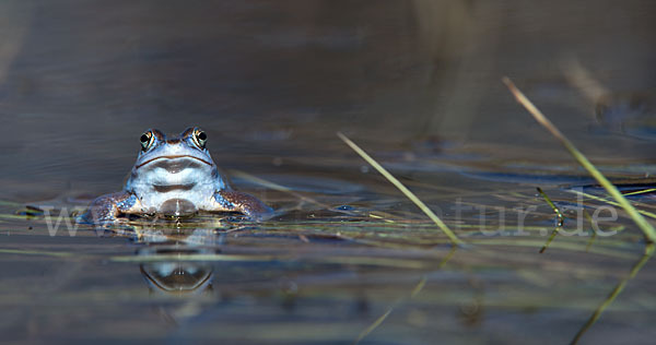 Moorfrosch (Rana arvalis)