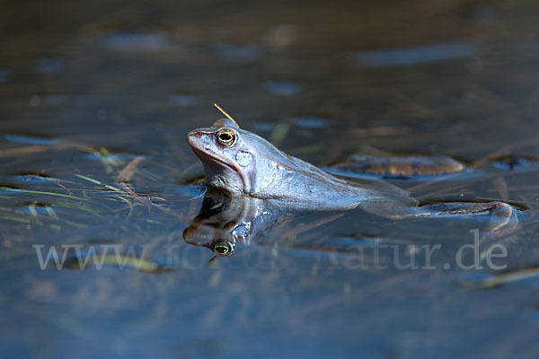 Moorfrosch (Rana arvalis)