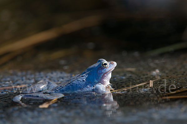 Moorfrosch (Rana arvalis)