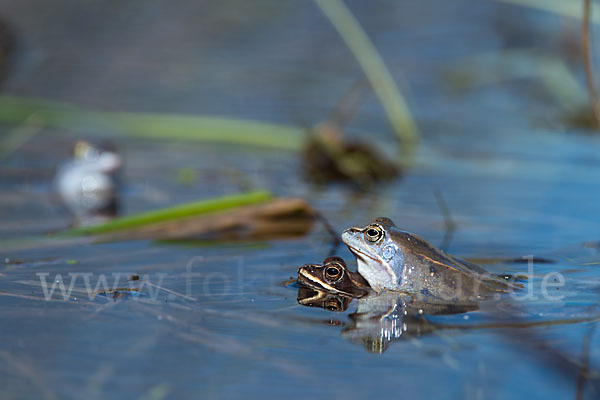 Moorfrosch (Rana arvalis)