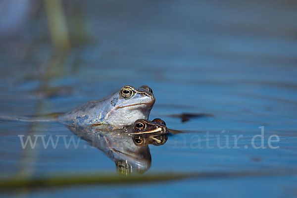 Moorfrosch (Rana arvalis)