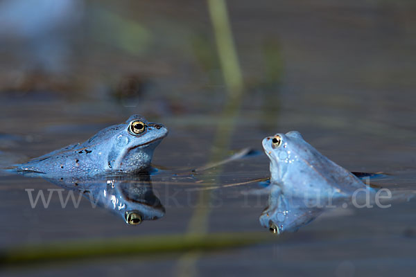 Moorfrosch (Rana arvalis)