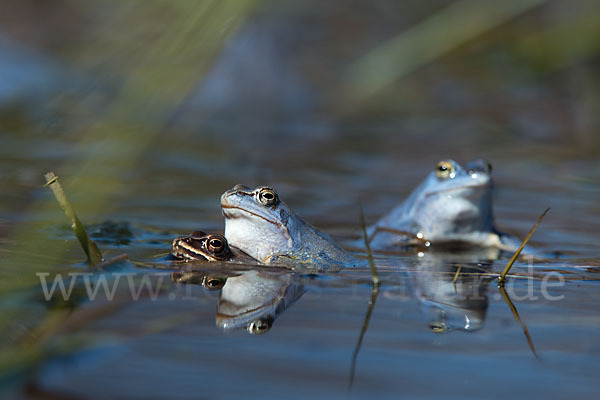 Moorfrosch (Rana arvalis)