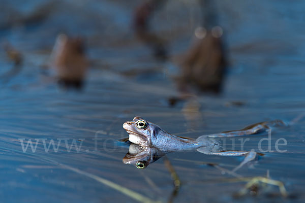 Moorfrosch (Rana arvalis)