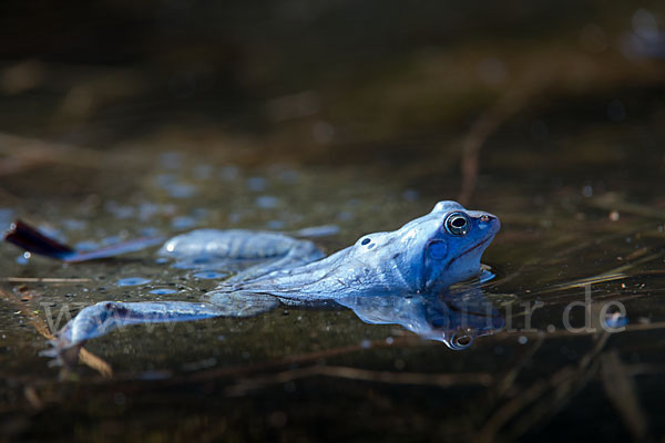 Moorfrosch (Rana arvalis)