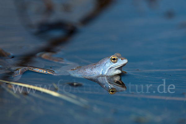 Moorfrosch (Rana arvalis)