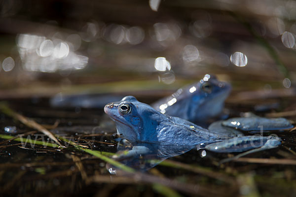 Moorfrosch (Rana arvalis)