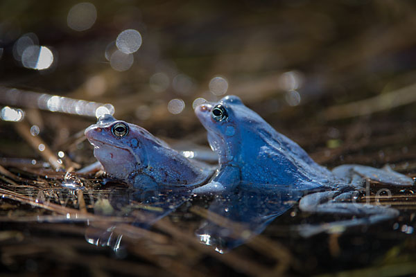 Moorfrosch (Rana arvalis)