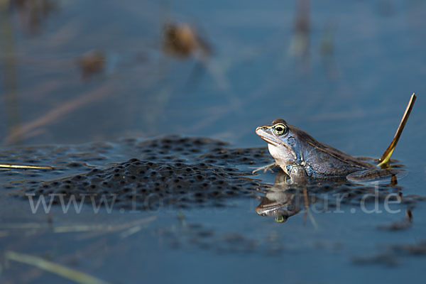 Moorfrosch (Rana arvalis)