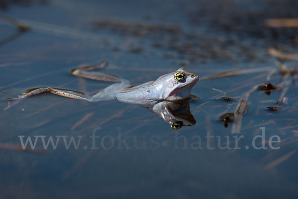 Moorfrosch (Rana arvalis)