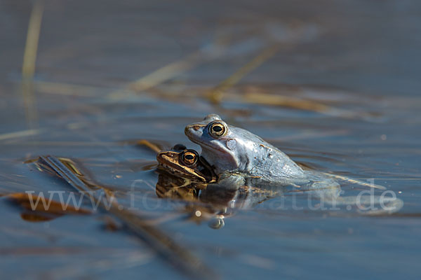 Moorfrosch (Rana arvalis)