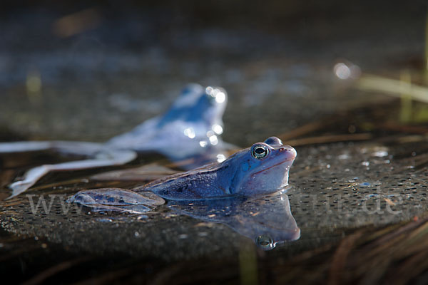 Moorfrosch (Rana arvalis)