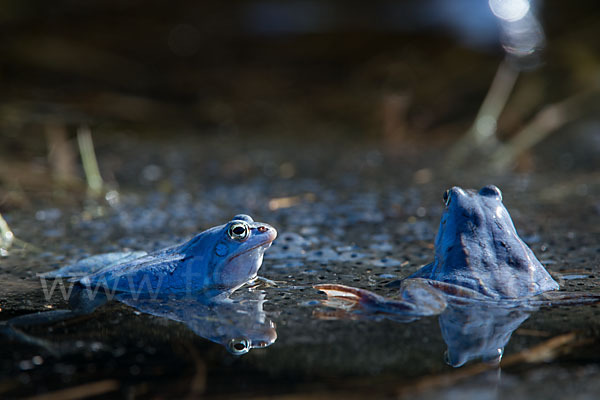 Moorfrosch (Rana arvalis)