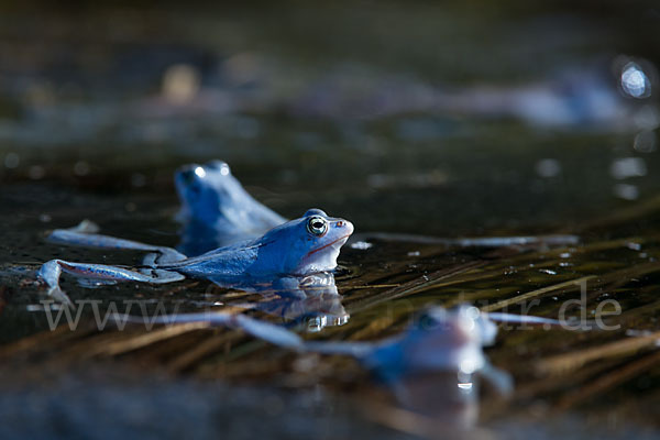 Moorfrosch (Rana arvalis)