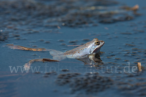 Moorfrosch (Rana arvalis)