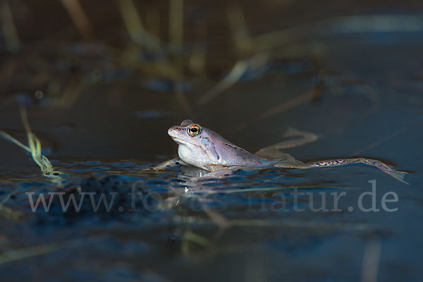 Moorfrosch (Rana arvalis)