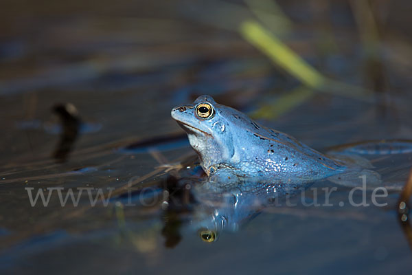 Moorfrosch (Rana arvalis)