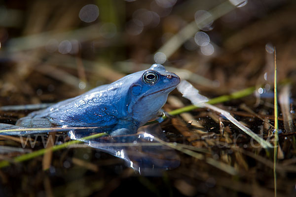 Moorfrosch (Rana arvalis)