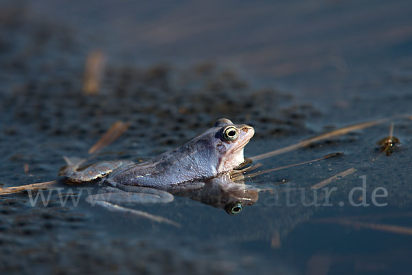 Moorfrosch (Rana arvalis)