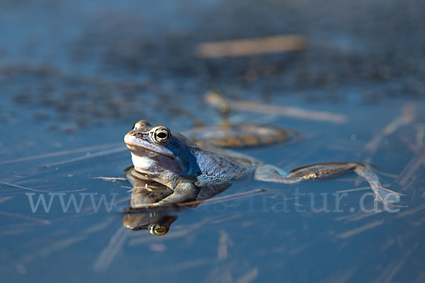 Moorfrosch (Rana arvalis)