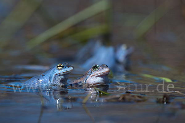 Moorfrosch (Rana arvalis)