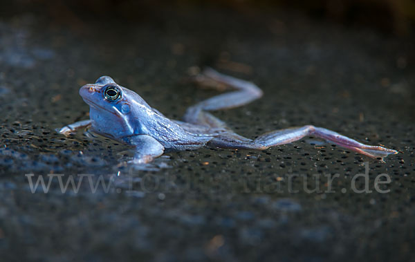 Moorfrosch (Rana arvalis)