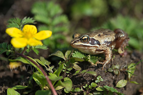 Moorfrosch (Rana arvalis)