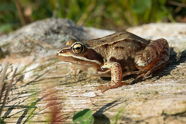 Moorfrosch (Rana arvalis)