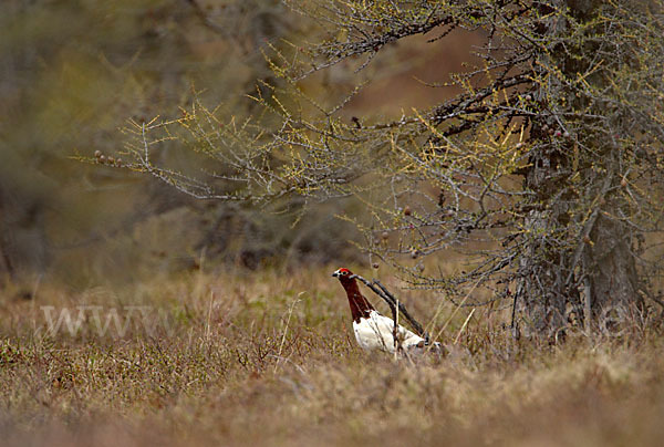 Moorschneehuhn (Lagopus lagopus)