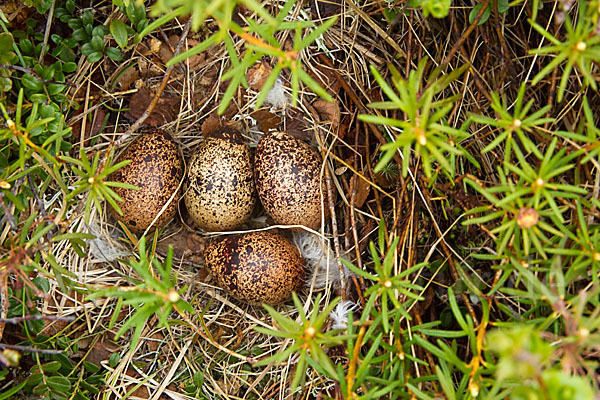 Moorschneehuhn (Lagopus lagopus)