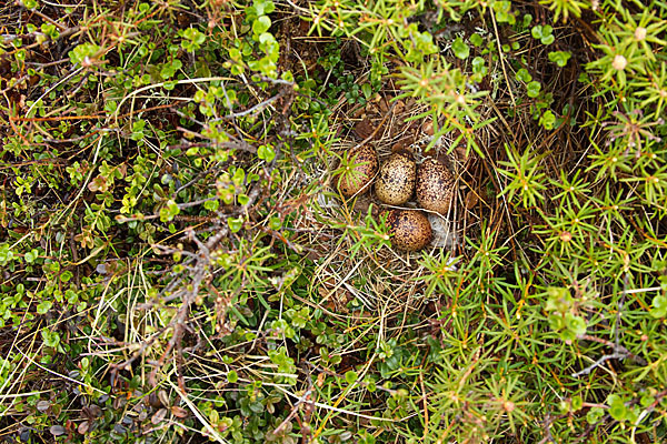 Moorschneehuhn (Lagopus lagopus)