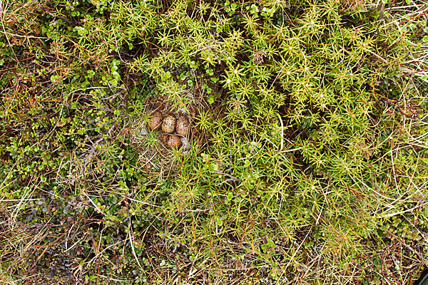 Moorschneehuhn (Lagopus lagopus)