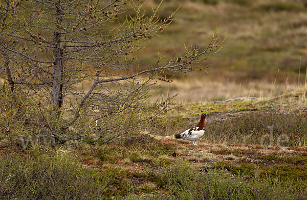 Moorschneehuhn (Lagopus lagopus)