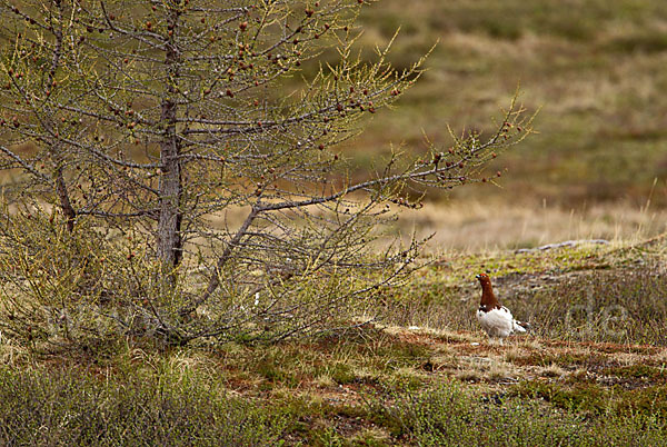 Moorschneehuhn (Lagopus lagopus)