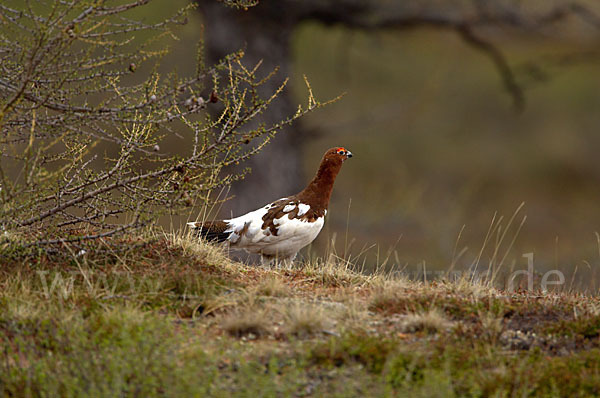 Moorschneehuhn (Lagopus lagopus)