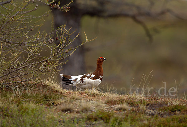 Moorschneehuhn (Lagopus lagopus)