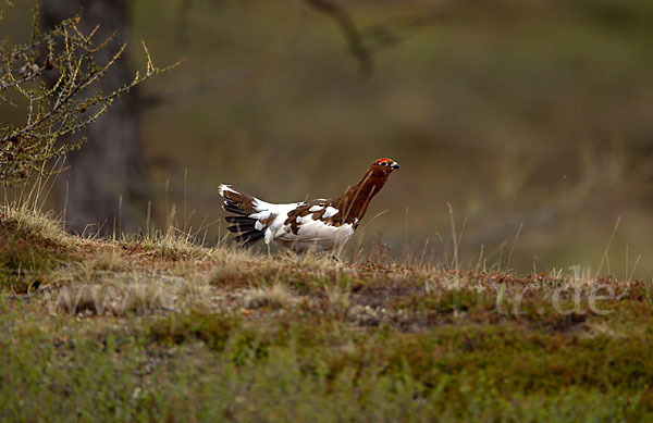 Moorschneehuhn (Lagopus lagopus)